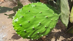 Opuntia wilcoxii