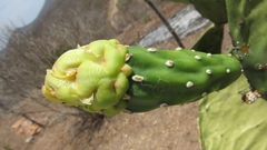 Opuntia wilcoxii