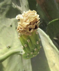 Opuntia wilcoxii