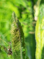 Puccinia pulverulenta