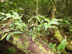 Microsorum scolopendria