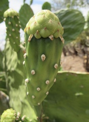 Opuntia wilcoxii