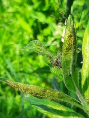 Puccinia pulverulenta