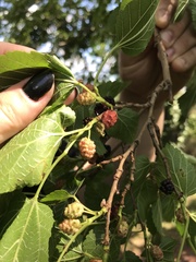 Morus alba