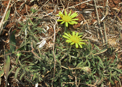 Hirpicium