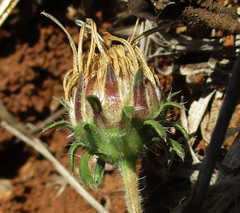 Hirpicium