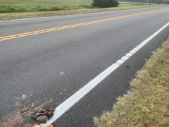 Malaclemys terrapin centrata