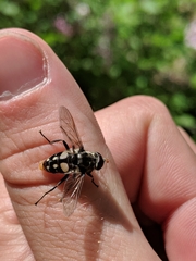 Sericomyia lata