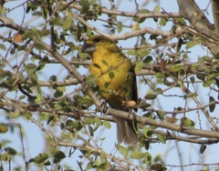 Pheucticus chrysopeplus