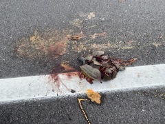 Malaclemys terrapin centrata