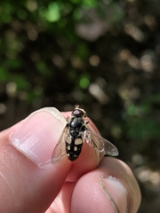 Sericomyia lata