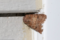 Protorthodes oviduca