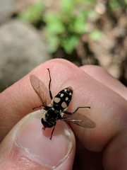 Sericomyia lata