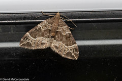 Ecliptopera silaceata