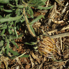 Hirpicium