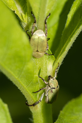 Hoplia parvula