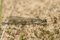 Coenagrion puella