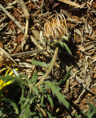 Hirpicium