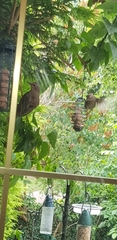 Sturnus vulgaris