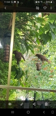 Sturnus vulgaris