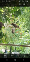 Sturnus vulgaris