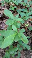 Rhododendron periclymenoides