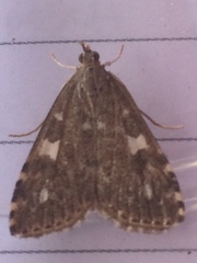 Udea olivalis