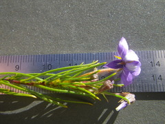 Viola decumbens decumbens