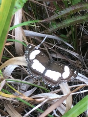 Neptis jordani