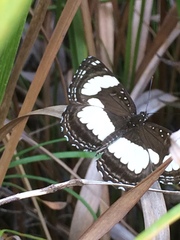Neptis jordani