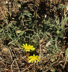 Hirpicium
