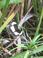 Neptis jordani
