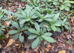 Psychotria micheliae