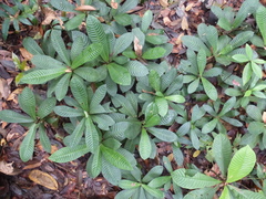 Psychotria micheliae