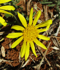 Hirpicium