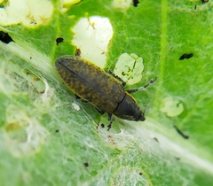 Lixus cardui