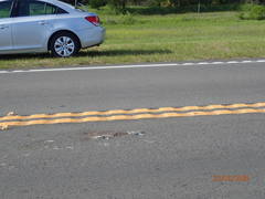 Malaclemys terrapin centrata