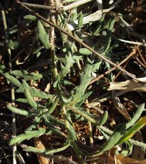 Hirpicium