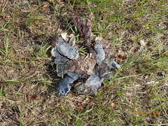 Malaclemys terrapin centrata