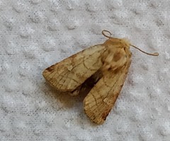 Eriopygodes imbecilla