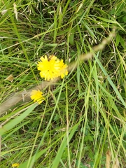 Crepis biennis