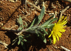 Hirpicium