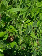 Astragalus canadensis