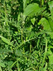 Astragalus canadensis