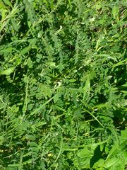 Astragalus canadensis