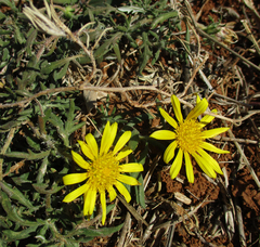 Hirpicium