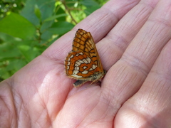 Euphydryas intermedia