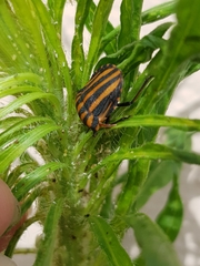 Graphosoma rubrolineatum