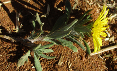 Hirpicium