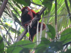 Alouatta